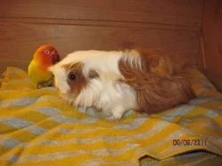 Dlouhosrsté morče s PP