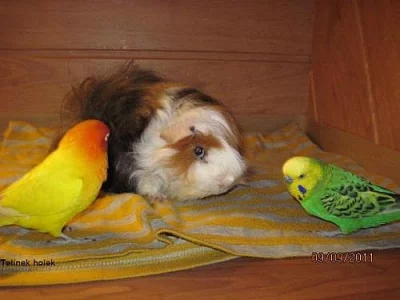 Dlouhosrsté morče s PP