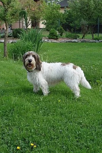 PBGV - Vendéeský hrubosrstý basset malý