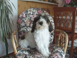 PBGV - Vendéeský hrubosrstý basset malý