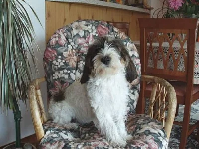 PBGV - Vendéeský hrubosrstý basset malý