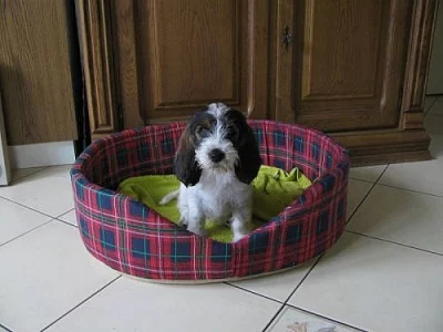 PBGV - Vendéeský hrubosrstý basset malý