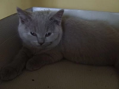 !!BRITSKÁ KOČIČKA S PP ZA SUPER CENU!!