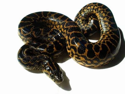 Eunectes notaeus (anakonda žlutá)