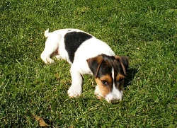 Parson russell terier s PP