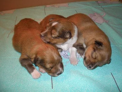 ŠELTIE - zlatá št. s PP