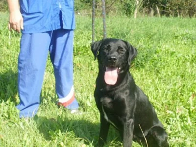 Labrador bez pp
