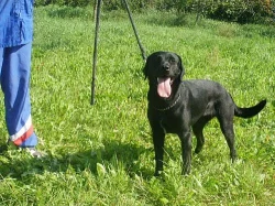 Labrador bez pp