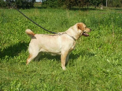Labrador bez pp