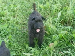 Knírač velký černý feny