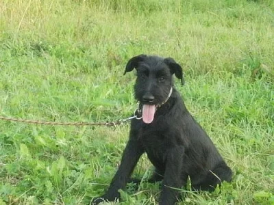 Knírač velký černý feny 