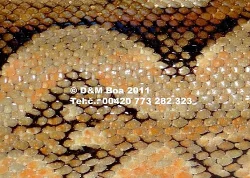 Čistokrevná mláďata 2010 a 2011