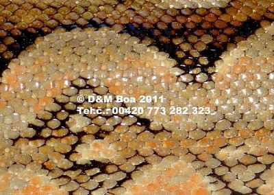 Čistokrevná mláďata 2010 a 2011