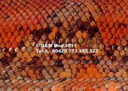 Čistokrevná mláďata 2010 a 2011