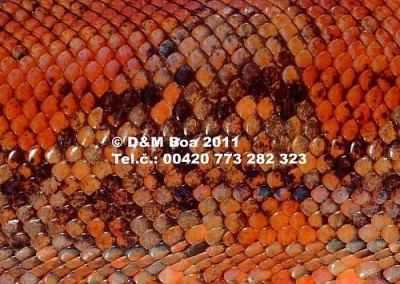 Čistokrevná mláďata 2010 a 2011