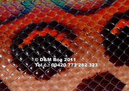 Čistokrevná mláďata 2010 a 2011