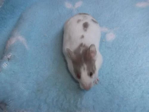 křeček syrský s PP