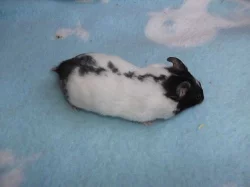 křeček syrský s PP