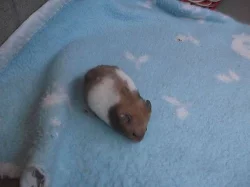 křeček syrský s PP