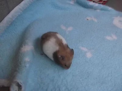 křeček syrský s PP