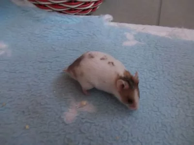 Křečci syrští s PP 