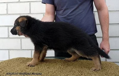 Štěňata Německého ovčáka