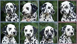 Dalmatin - štěňata s PP