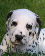 Dalmatin - štěňata s PP