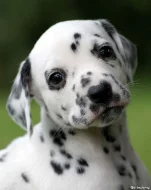 Dalmatin - štěňata s PP