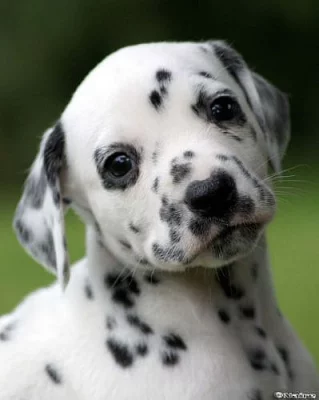 Dalmatin - štěňata s PP