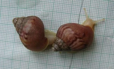 Achatina