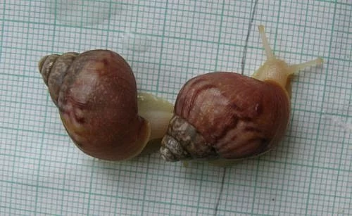 Achatina