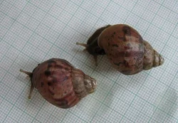 Achatina