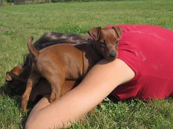 Trpasličí pinč s PP.