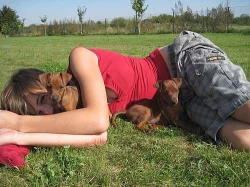 Trpasličí pinč s PP.