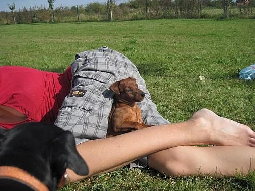 Trpasličí pinč s PP.