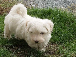 Havanský psík (bišonek) s PP-