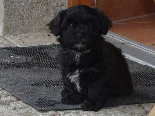 Havanský psík (bišonek) s PP-