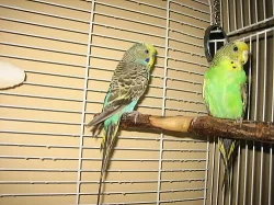 Prodám andulky i s klecí