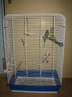 Prodám andulky i s klecí