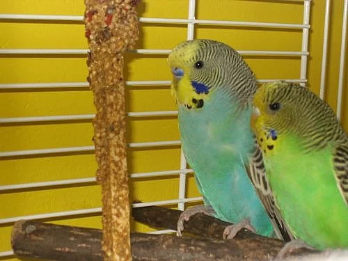 Prodám andulky i s klecí