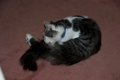 Čistokrevná sibiřská koťátka bez PP