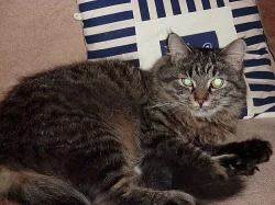 Čistokrevná sibiřská koťátka bez PP