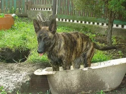 Holandský ovčák