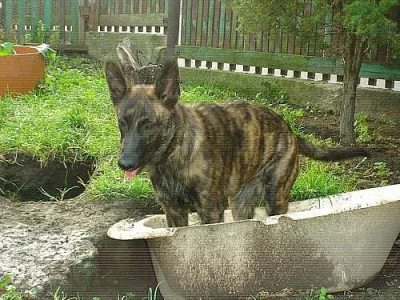 Holandský ovčák