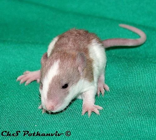 Sphynx a rex potkánci