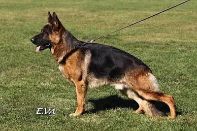 Německý ovčák fenka - odběr ihned