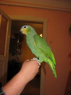 Amazoňan oranžovokřídlí