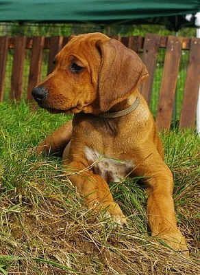 Rhodesian Ridgeback štěňata s PP k odběru