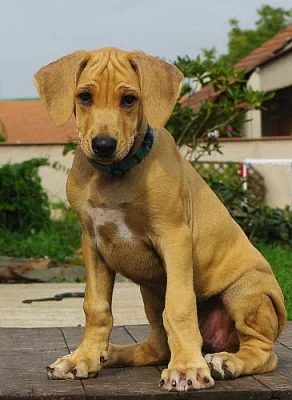 Rhodesian Ridgeback štěňata s PP k odběru